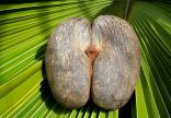 Coco De Mer Nut